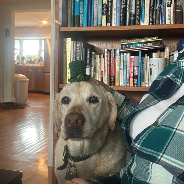Dog wearing Crochet Leprechaun Hat